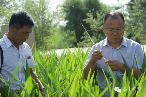 敦煌種業(yè)種子營銷分公司—通過組織黑龍江農(nóng)戶開展體驗之旅活動進(jìn)一步提升公司的社會形象